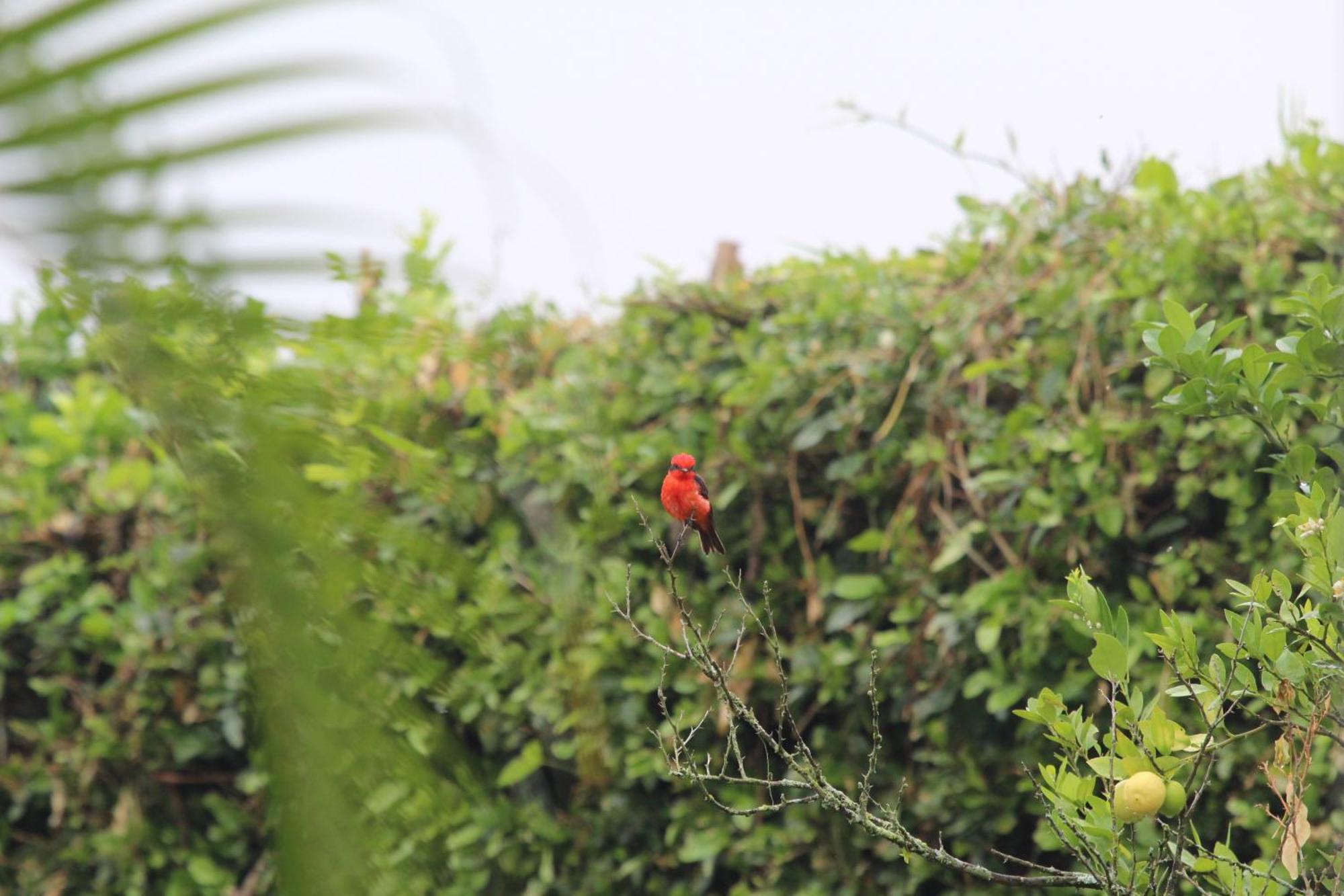 Flor Blanca El Eden Holiday home